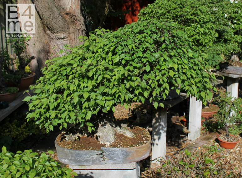 Elm bonsai pruning